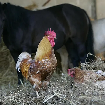 La Fattoria Farm stay