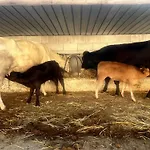 Farma La Fattoria *