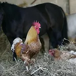 La Fattoria Farma