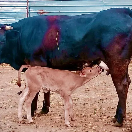 La Fattoria 奥特朗托