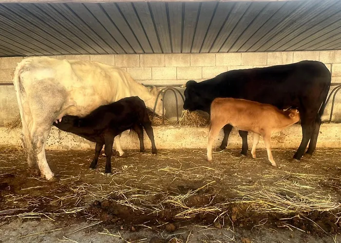 Séjour à la ferme La Fattoria *