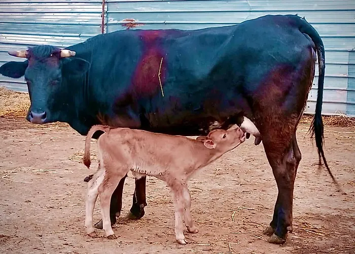 La Fattoria 奥特朗托