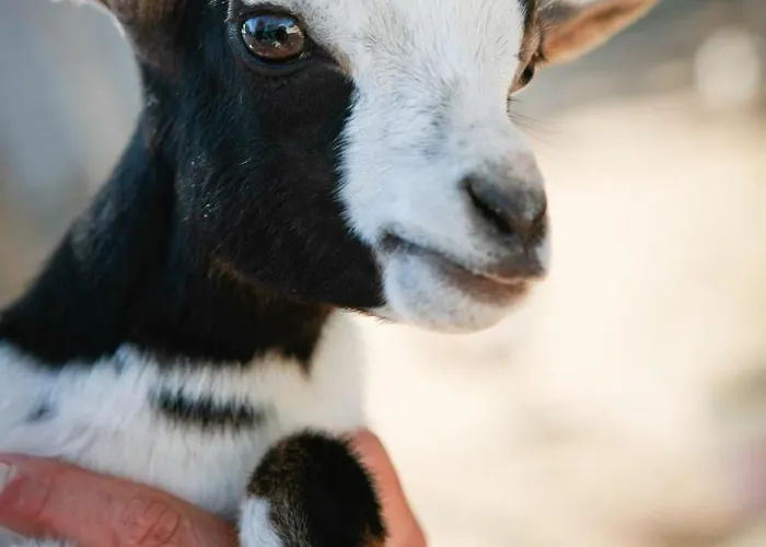 Séjour à la ferme La Fattoria Otrante