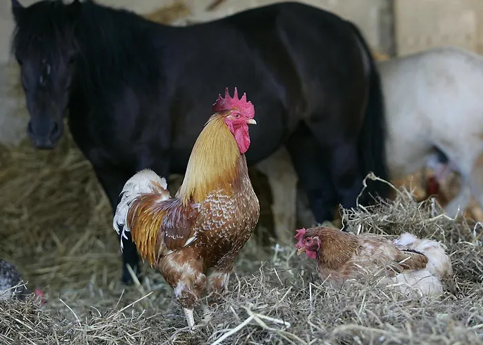 La Fattoria Vakantieboerderij